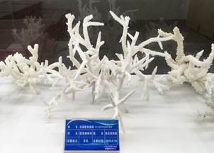 说明:L:\best365宣传片素材\best3652016微信公众号推送文件\照片\南海珊瑚礁生物标本馆以及部分科考展品-2.jpg